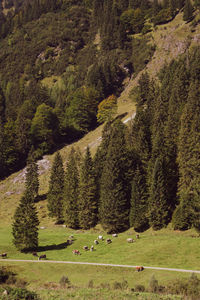 High angle view of horse grazing on land