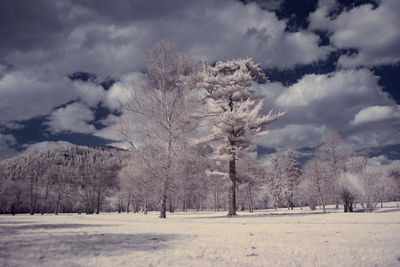 Trees on field against sky during winter