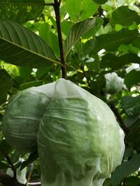 Close-up of banana tree