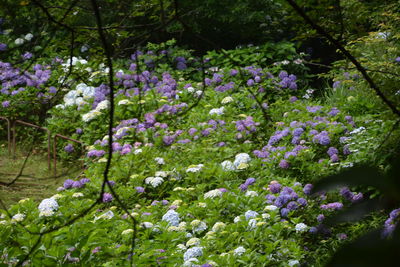 Close-up of purple flowering plant in park