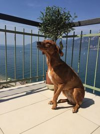 Dog sitting on railing against sky