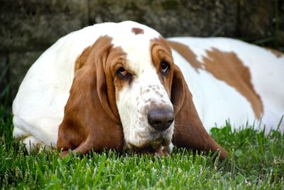 Portrait of a dog on field
