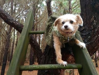 Dog looking at camera