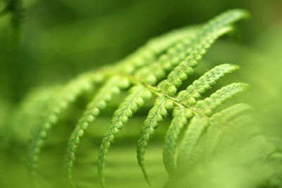 Close-up of fern leaf