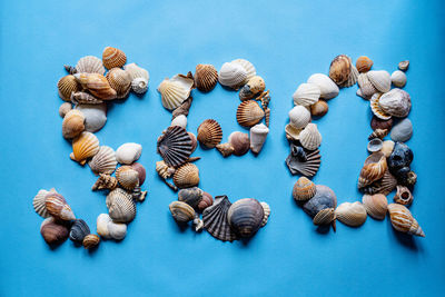 High angle view of seashells on yellow background