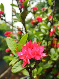 Close-up of pink flowering plant