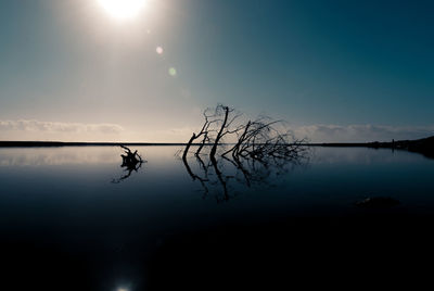 Reflection of bare trees in calm lake