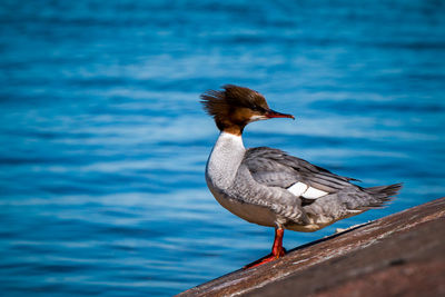 Close-up of bird perching against lake