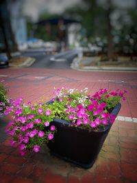 Purple flowering plants on footpath