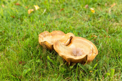 Close-up of mushroom growing on field