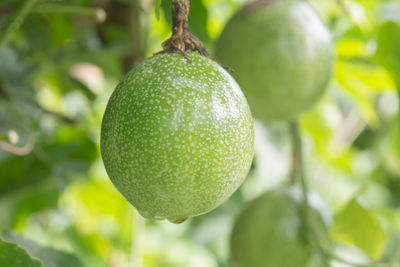 Close-up of fruit growing on tree