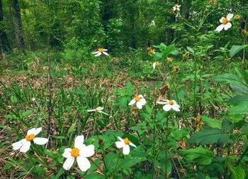 Flowers blooming outdoors