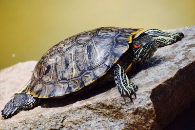 Close-up of tortoise