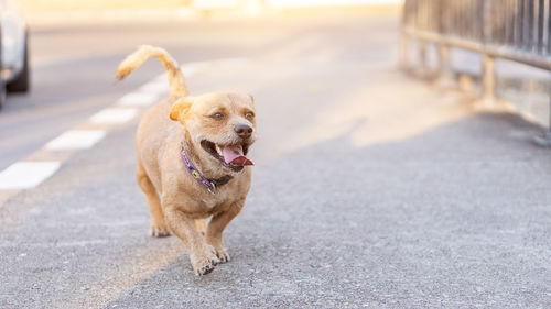 Dog walking on street