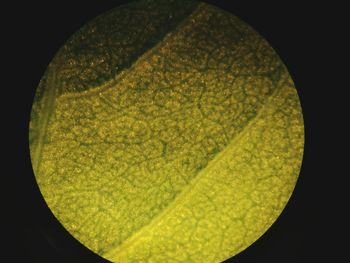 Close-up of green leaf against black background