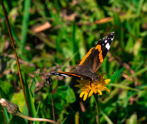 Close-up of butterfly perching on flower