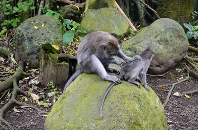 Ducks sitting on rock in forest