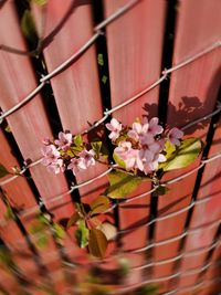 Close-up of pink flowering plant by fence