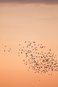 Low angle view of birds flying against sky