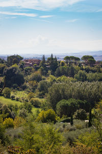 Trees on field against sky