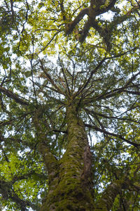 Low angle view of tree in forest