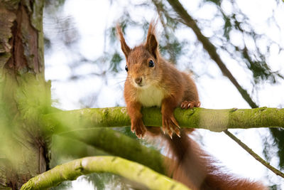 Squirrel on tree trunk