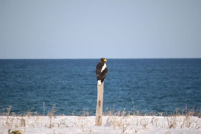 View of bird in sea against clear sky