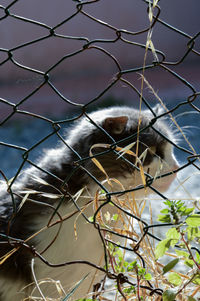 Close-up of monkey on tree against sky