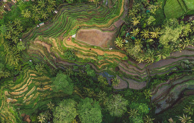 Scenic view of agricultural field