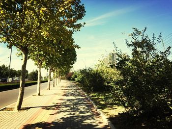 Footpath amidst trees