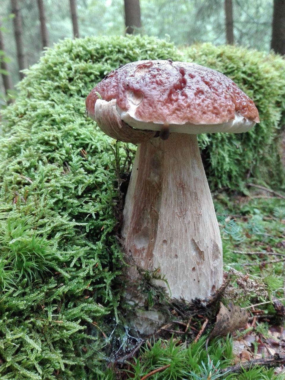 CLOSE-UP OF MUSHROOM