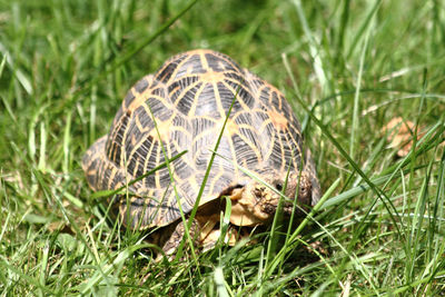 Close-up of a turtle in a field