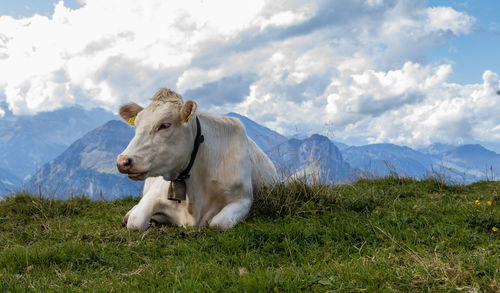 Resting cow in a mountain meadow.
