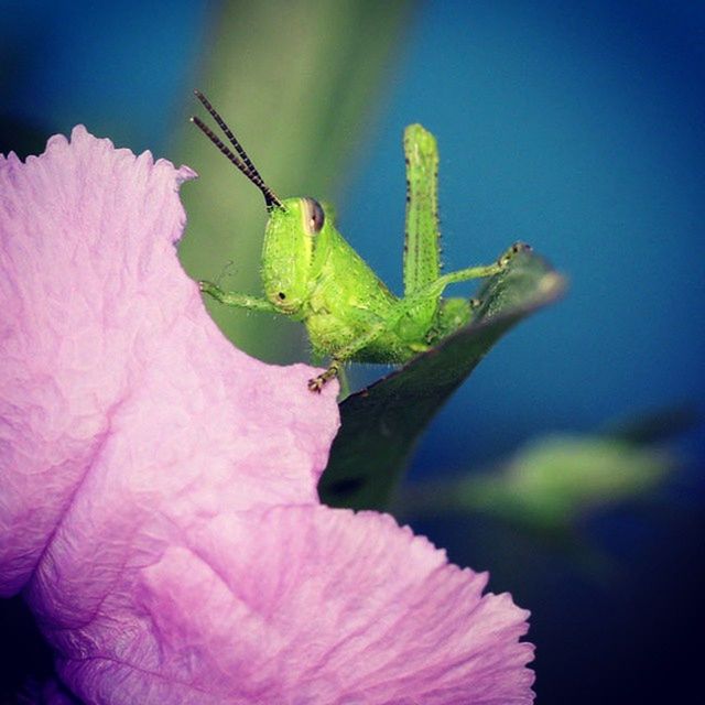 one animal, animals in the wild, animal themes, wildlife, insect, flower, close-up, focus on foreground, nature, beauty in nature, fragility, growth, plant, perching, stem, outdoors, full length, selective focus, day, zoology