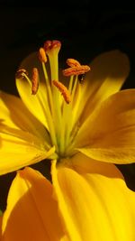 Close-up of yellow day lily blooming outdoors