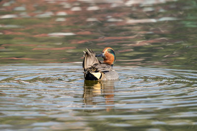 Duck swimming in lake