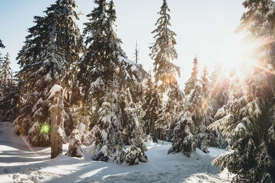 Trees on snow covered land against sky