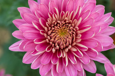 Close-up of pink dahlia