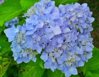 Close-up of flowers blooming outdoors