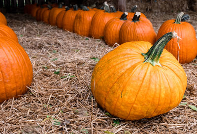 Pumpkins on field