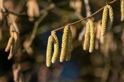 Close-up of catkins hanging on twig