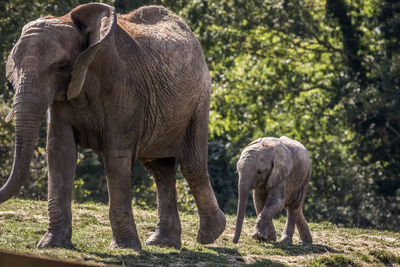 View of elephant