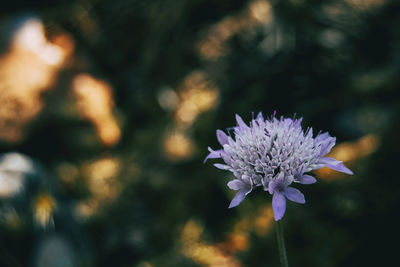 Close-up of purple flowering plant