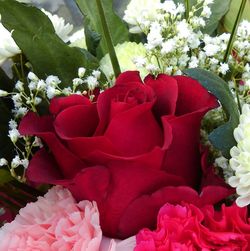 Close-up of pink rose