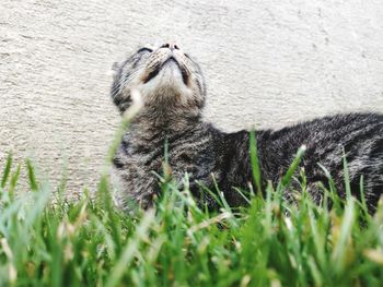 Close-up of a cat on field