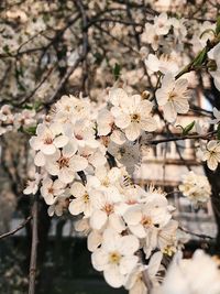 Close-up of cherry blossoms in spring