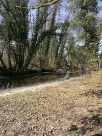 Scenic view of river amidst trees in forest