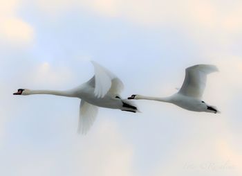 Low angle view of white birds flying against sky
