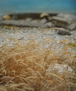 Close-up of dry grass on land