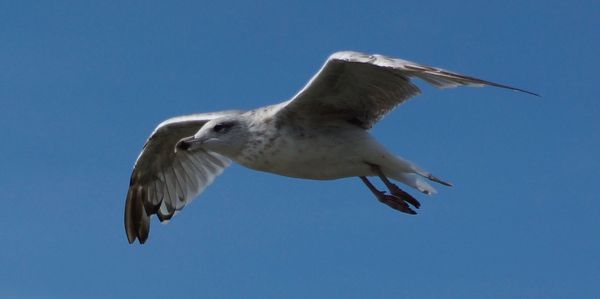 Low angle view of seagull flying